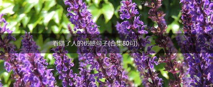 看错了人的伤感句子(合集80句),第1张