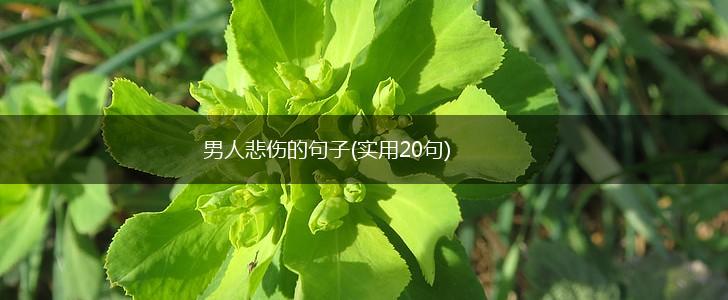 男人悲伤的句子(实用20句),第1张