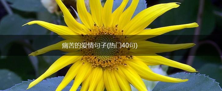 痛苦的爱情句子(热门40句),第1张