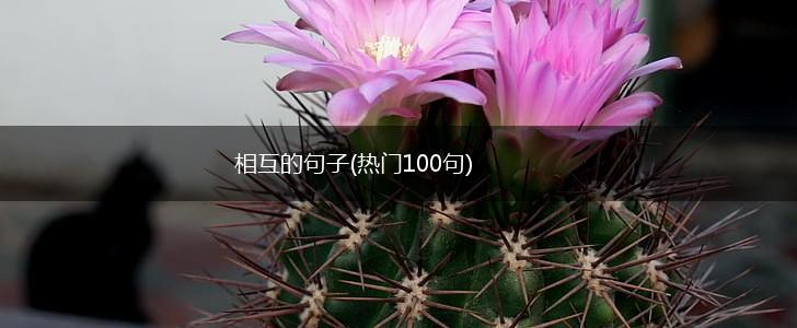 相互的句子(热门100句),第1张