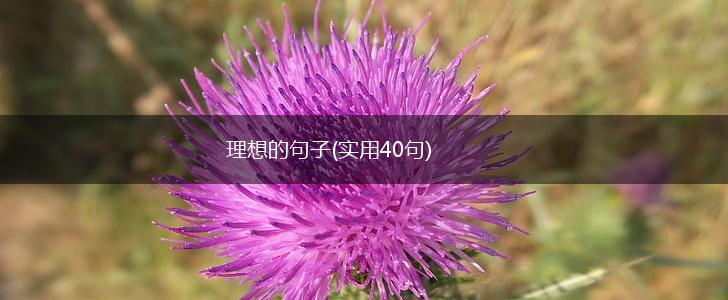 理想的句子(实用40句),第1张