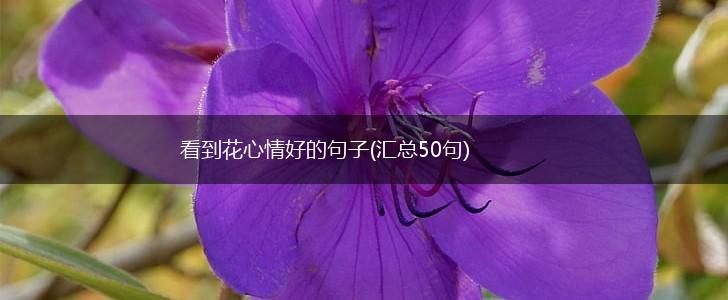 看到花心情好的句子(汇总50句),第1张