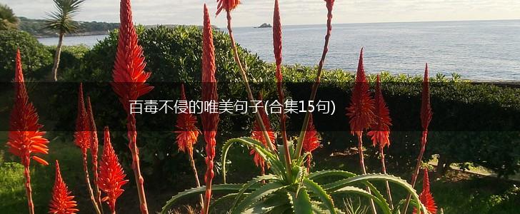 百毒不侵的唯美句子(合集15句),第1张