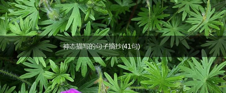 神态描写的句子摘抄(41句),第1张