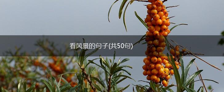 看风景的句子(共50句),第1张
