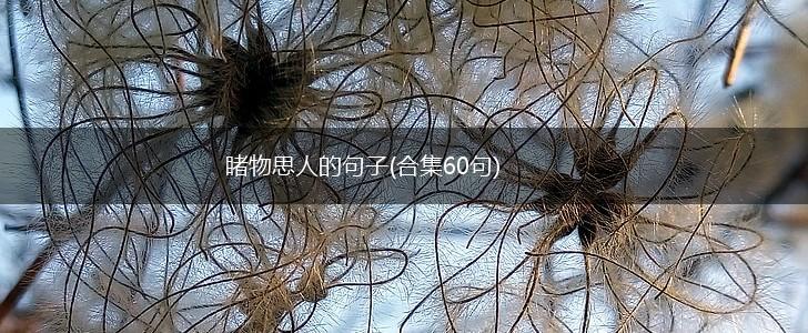 睹物思人的句子(合集60句),第1张