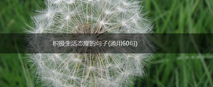 积极生活态度的句子(通用60句),第1张