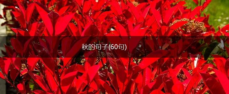 秋的句子(60句),第1张