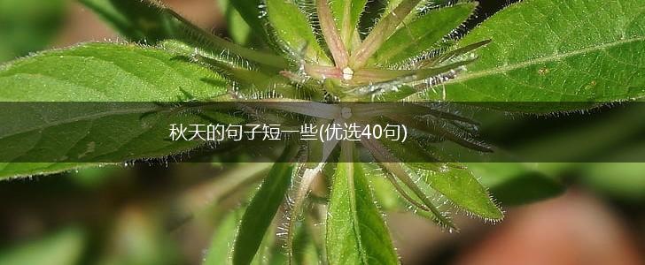 秋天的句子短一些(优选40句),第1张