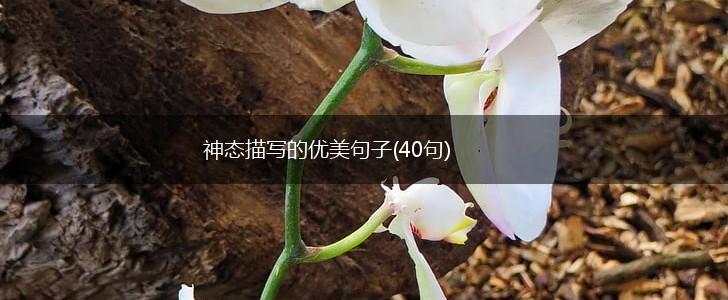 神态描写的优美句子(40句),第1张