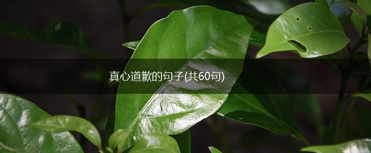 真心道歉的句子(共60句),第1张