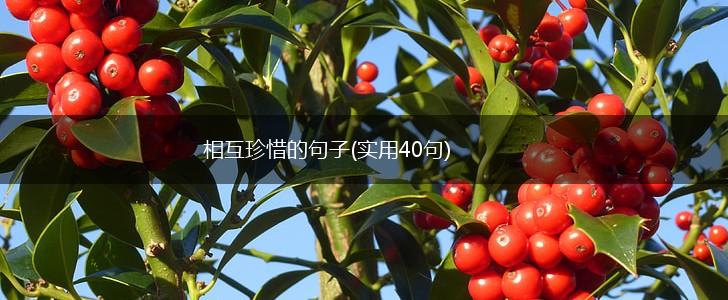 相互珍惜的句子(实用40句),第1张