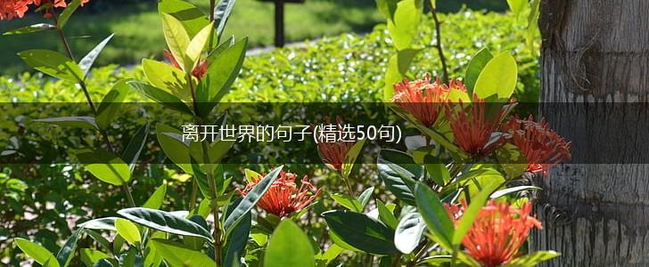 离开世界的句子(精选50句),第1张