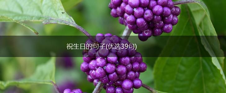 祝生日的句子(优选39句),第1张