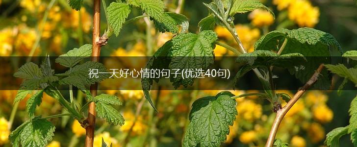 祝一天好心情的句子(优选40句),第1张