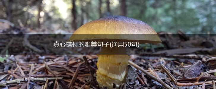 真心错付的唯美句子(通用50句),第1张