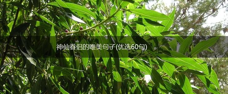 神仙眷侣的唯美句子(优选60句),第1张