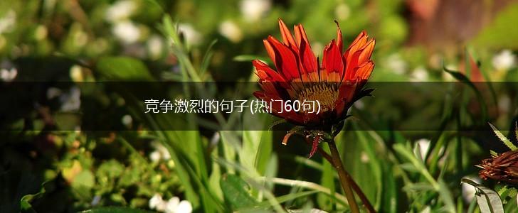 竞争激烈的句子(热门60句),第1张 竞争激烈的句子(热门60句),第1张