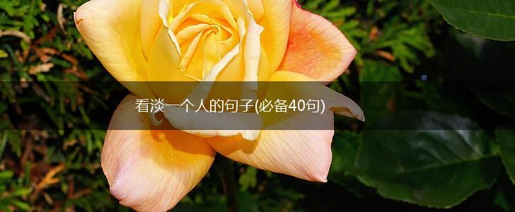 看淡一个人的句子(必备40句),第1张