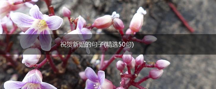 祝贺新婚的句子(精选50句),第1张