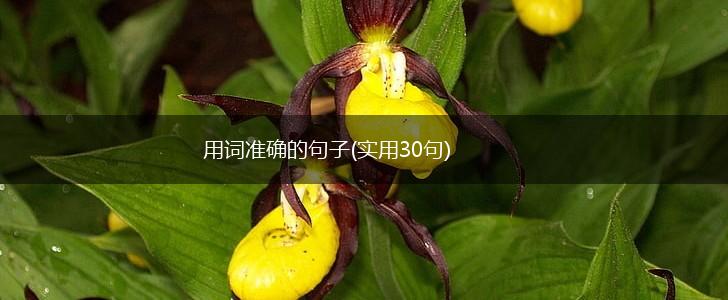 用词准确的句子(实用30句),第1张
