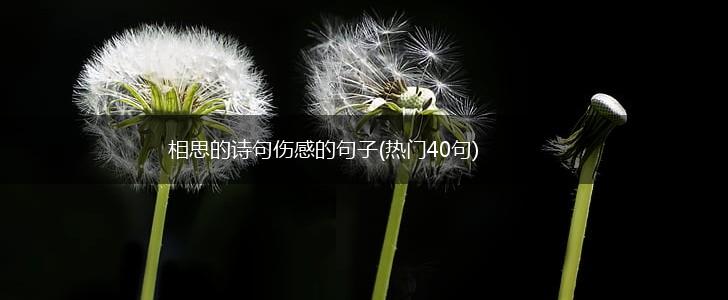 相思的诗句伤感的句子(热门40句),第1张