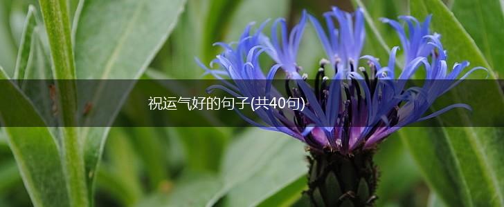 祝运气好的句子(共40句),第1张