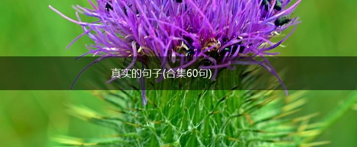 真实的句子(合集60句),第1张