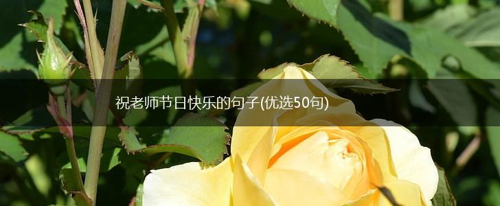 祝老师节日快乐的句子(优选50句),第1张