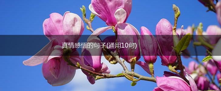 真情感悟的句子(通用10句),第1张
