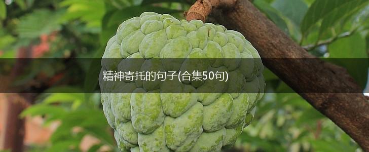 精神寄托的句子(合集50句),第1张