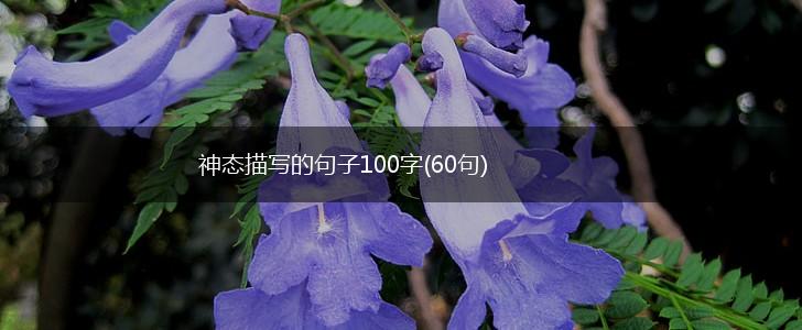 神态描写的句子100字(60句),第1张