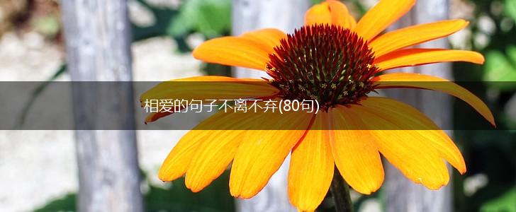 相爱的句子不离不弃(80句),第1张