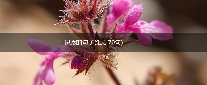 祝愿的句子(汇总70句),第1张 祝愿的句子(汇总70句),第1张