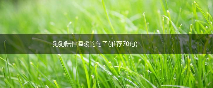 狗狗陪伴温暖的句子(推荐70句),第1张