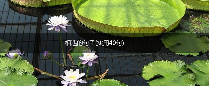 相遇的句子(实用40句),第1张