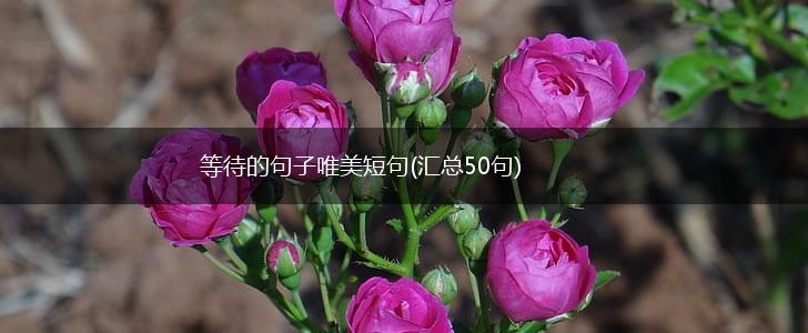 等待的句子唯美短句(汇总50句),第1张