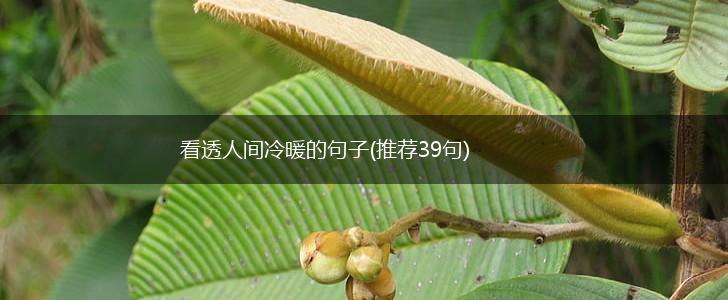 看透人间冷暖的句子(推荐39句),第1张