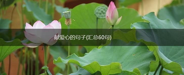 献爱心的句子(汇总60句),第1张