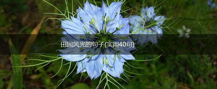 田园风光的句子(实用40句),第1张