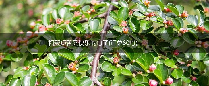 相聚短暂又快乐的句子(汇总60句),第1张