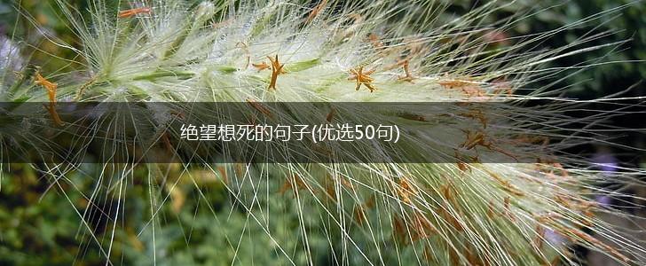 绝望想死的句子(优选50句),第1张