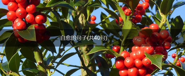 自愈的句子(共40句),第1张