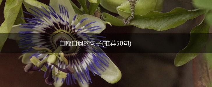 自嘲自讽的句子(推荐50句),第1张