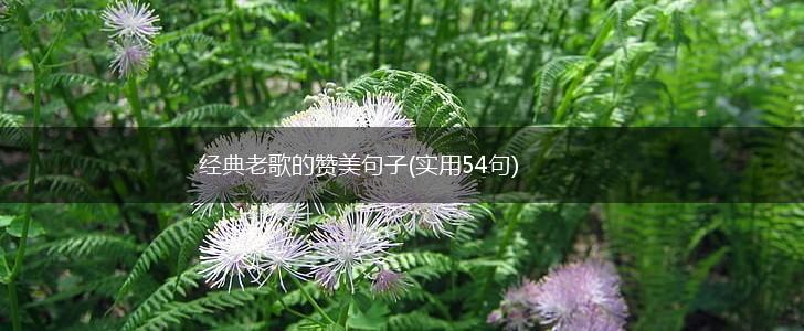 经典老歌的赞美句子(实用54句),第1张 经典老歌的赞美句子(实用54句),第1张