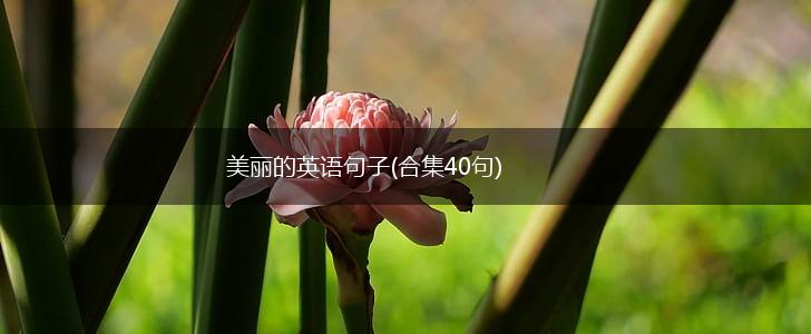 美丽的英语句子(合集40句),第1张 美丽的英语句子(合集40句),第1张
