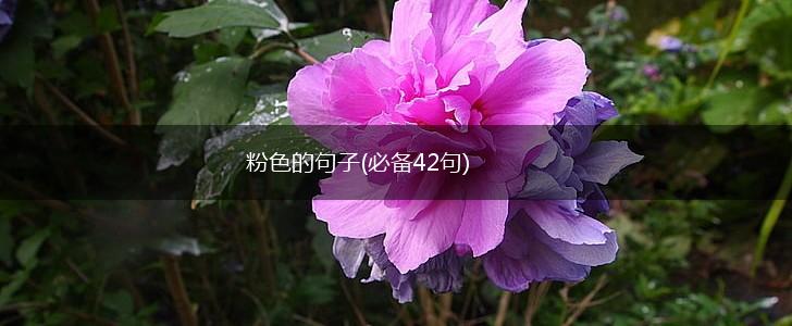粉色的句子(必备42句),第1张