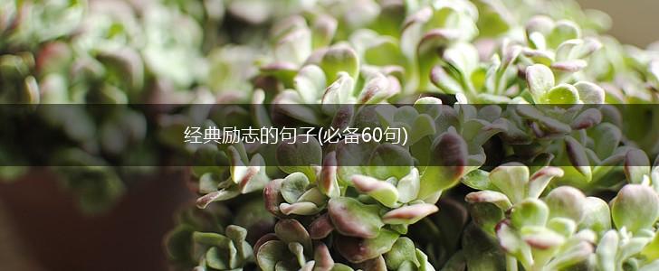 经典励志的句子(必备60句),第1张 经典励志的句子(必备60句),第1张