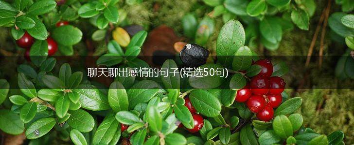 聊天聊出感情的句子(精选50句),第1张
