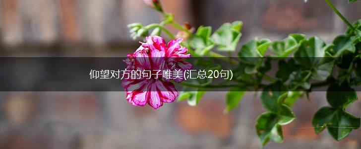 仰望对方的句子唯美(汇总20句),第1张